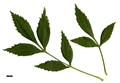 SpeciesSub: subsp. syriaca SpeciesSub: subsp. syriaca